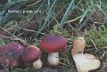 Russula purpurata-amf1724